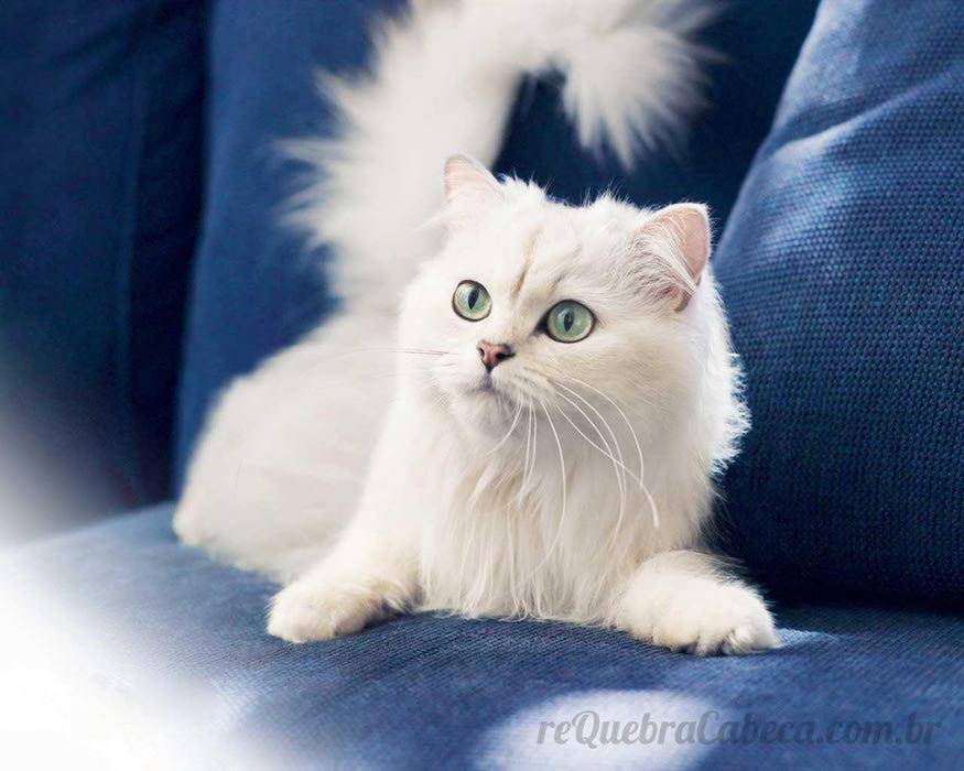 Gato Branco - Quebra-Cabeça - Geniol