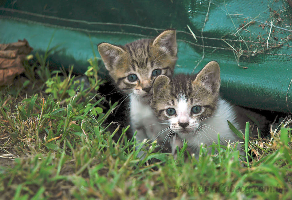 Gatinhos Curiosos - Quebra-Cabeça - Geniol