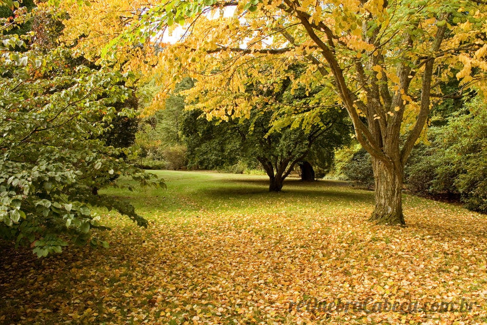 Outono no País de Gales - Quebra-Cabeça - Geniol
