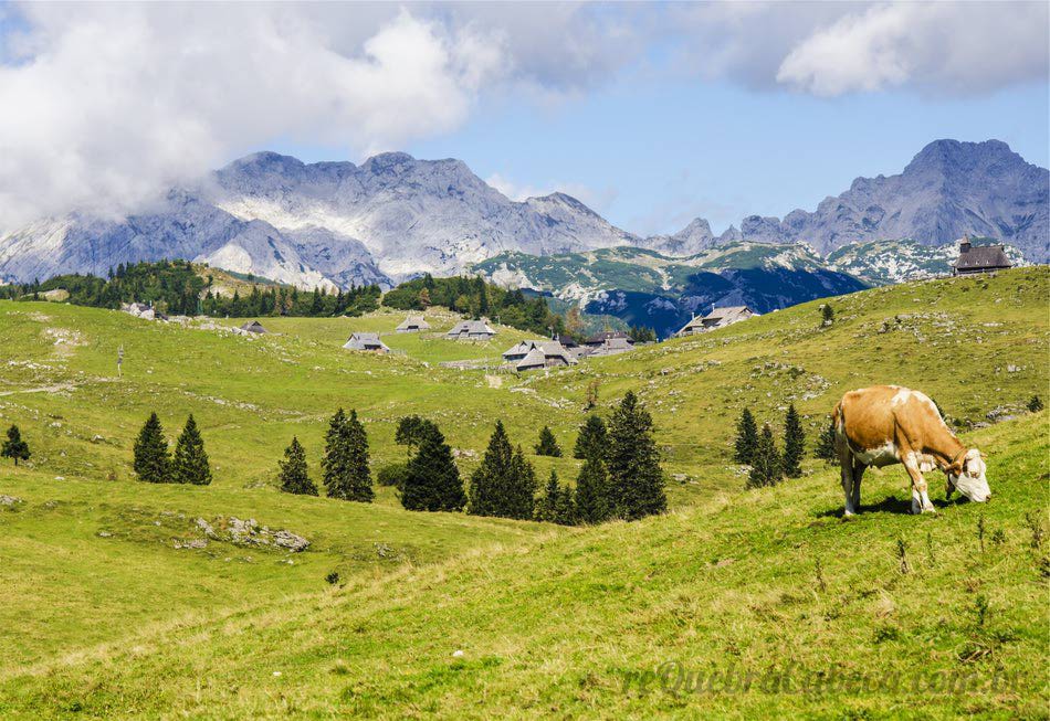 Vaca no Campo - Quebra-Cabeça - Geniol